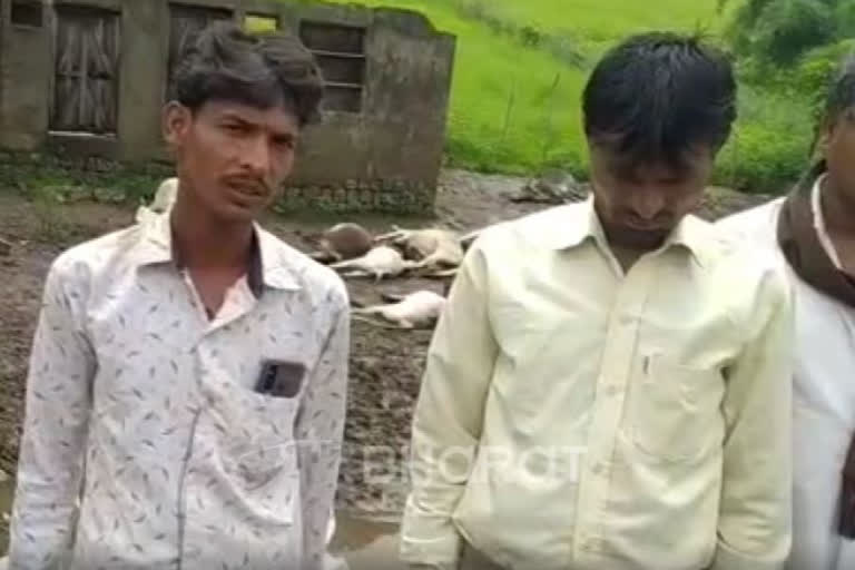 more than 24 cows were died in jhalawar