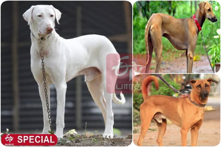 rajapalayam dogs explained