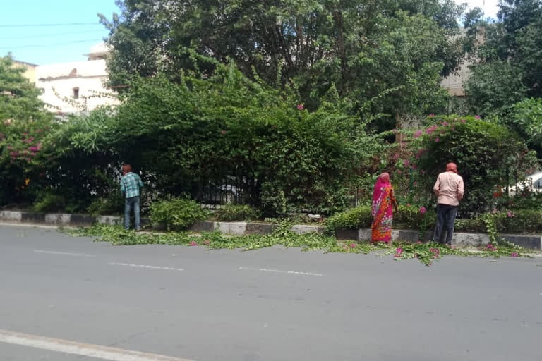 PWD started tree-pruning in Jwala Heidi Road