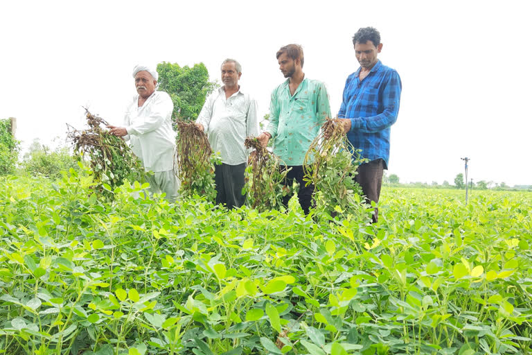 બનાસકાંઠામાં પડી રહેલા અવિરત વરસાદના કારણે મગફળીના પાકમાં કરોડો રૂપિયાનું નુકસાન