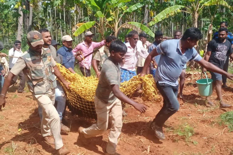 ಕರಡಿ ದಾಳಿ