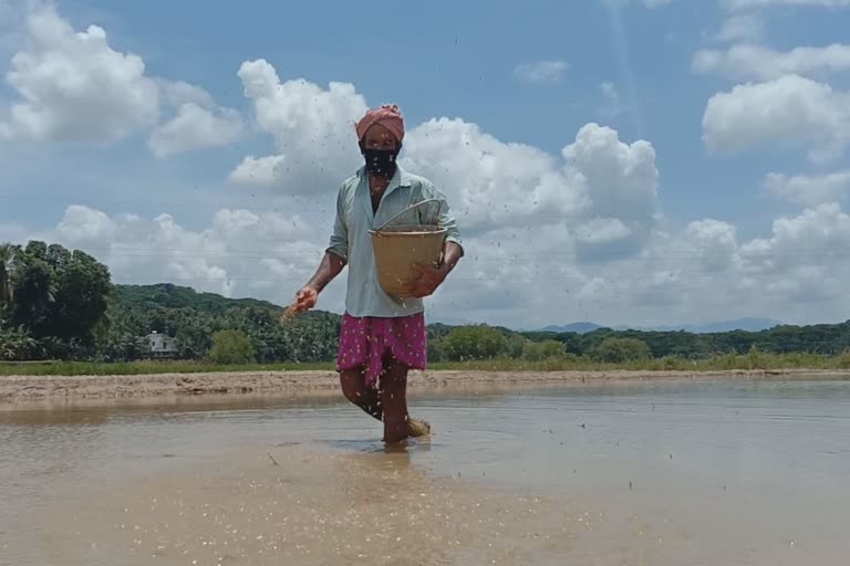 Mavoor  AN marakkar +  AN marakkar Farming Mavoor  അതിജീവനം  പുഞ്ചപ്പാടത്ത് കൃഷിയിറക്കി  പുഞ്ചപ്പാടം  കൊവിഡ്  പ്രളയം