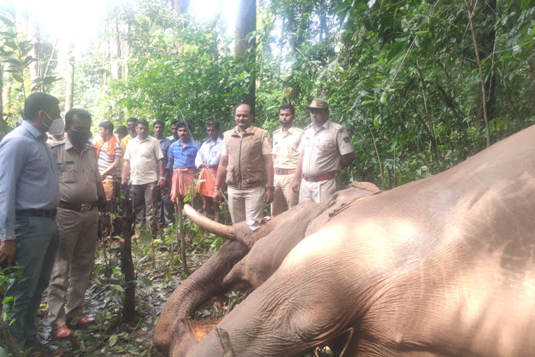 ಆಹಾರ ಅರಸಿ ಬಂದ ಆನೆ ವಿದ್ಯುತ್​ ಸ್ಪರ್ಶಿಸಿ ಸಾವು