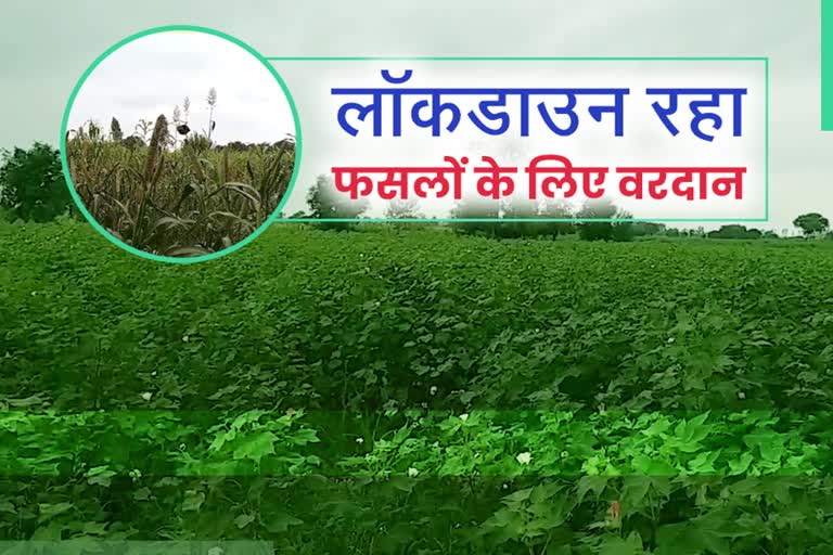 lockdown positive effect on haryana farmers