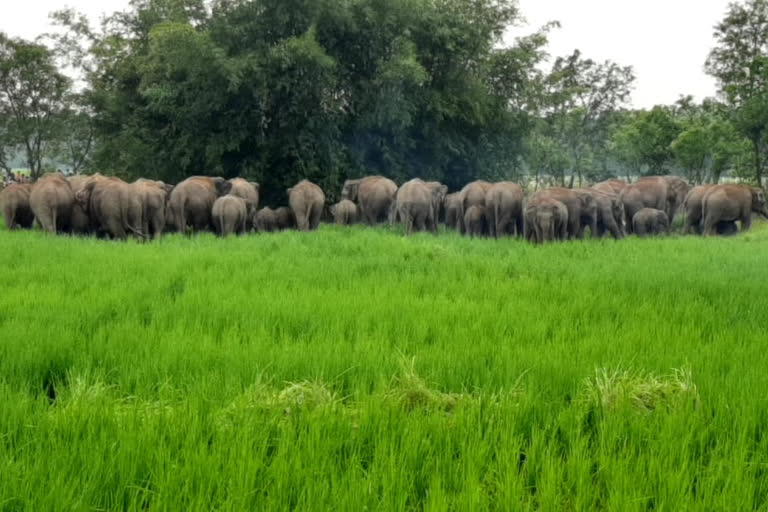 a group of elephant attacked at Sankrail