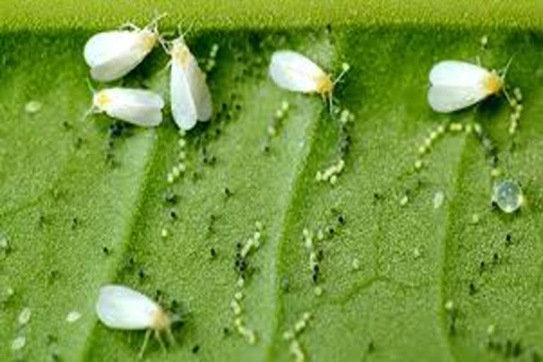 white-fly-attack-on-cotton-crop-in-bhiwani