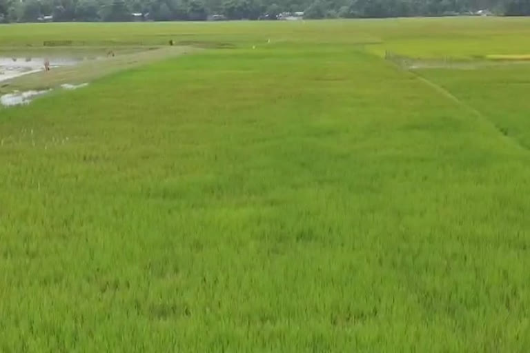 paddy field