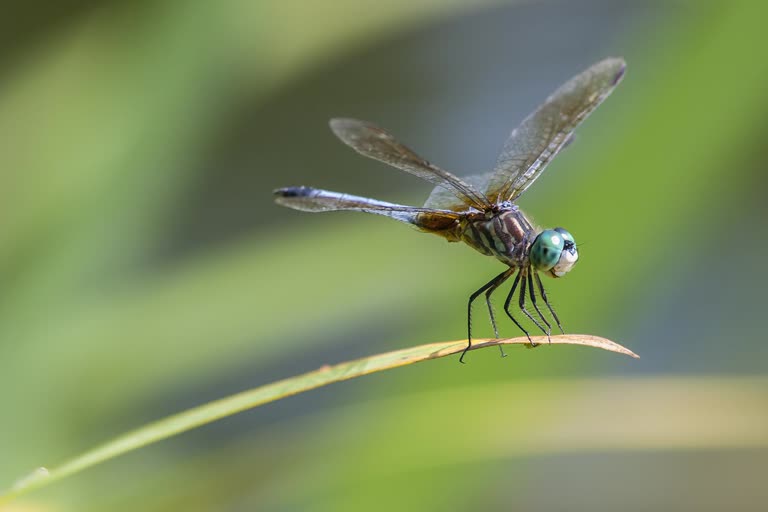 Dragonfly in Uttarakhand