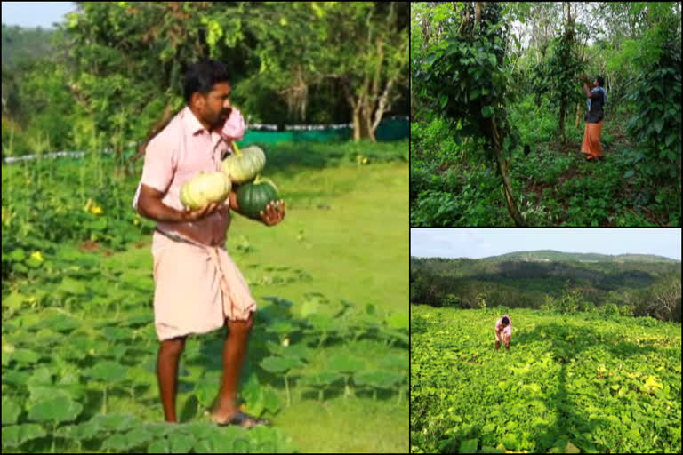 Agriculture  കാസർകോട്ടെ യുവകർഷകൻ  മണ്ണിൽ പൊന്ന് വിളയിച്ചു  കാസർകോട്  Organic fasrming kasaragod  kasaragod