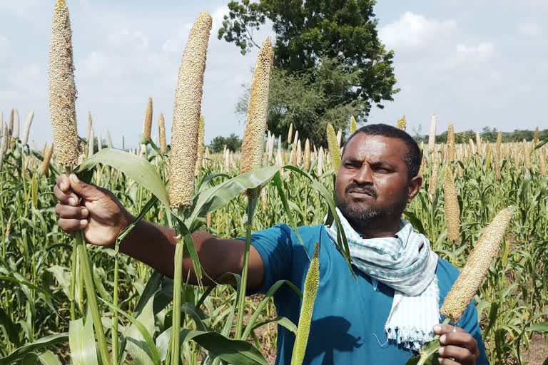 Equip crop insect eating  problem of the farmer