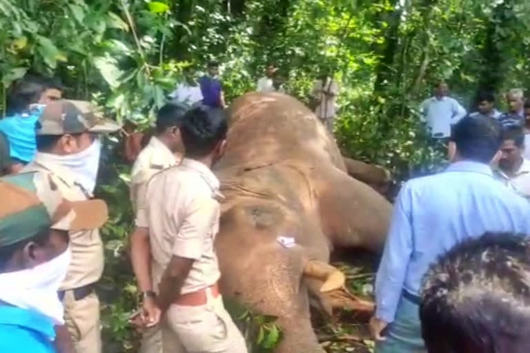 elephant death, elephant death issue, kadaba elephant death issue, ಆನೆ ಸಾವು, ಕಡಬ ಆನೆ ಸಾವು, ಕಡಬ ಆನೆ ಸಾವು ಸುದ್ದಿ,