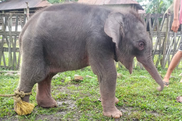 Elephant rescued by four shepherds