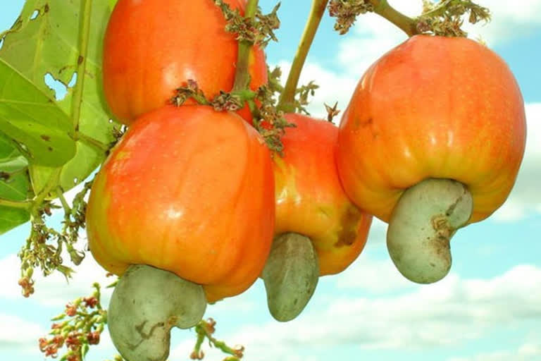 cashew nut processing plants in sindhudurg