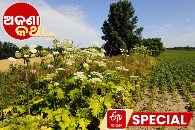 Giant Hogweed, Invasive Plant, plant Can Cause Severe Burns, ବିଷବୃକ୍ଷର ବିଶାକ୍ତ ଫୁଲ, ଜାଏଣ୍ଟ ହୋଗୱିଡ, କିଲର ଟ୍ରି, killer tree, ଅଜଣା କଥା, unknown facts