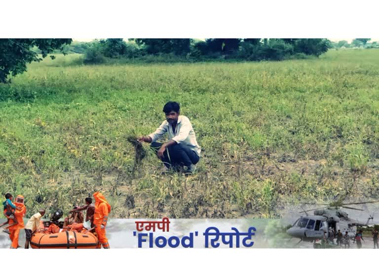 Flood devastated farmers' crop