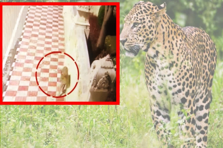 A leopard roamed in Thirumala