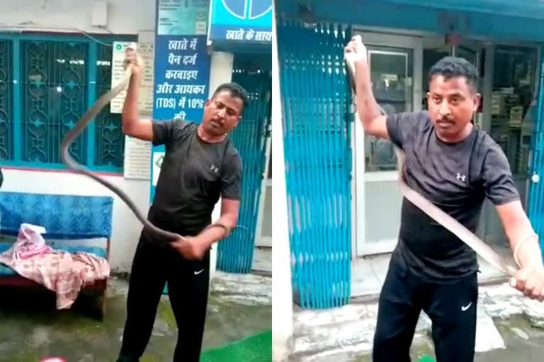 Cobra caught in SBI branch