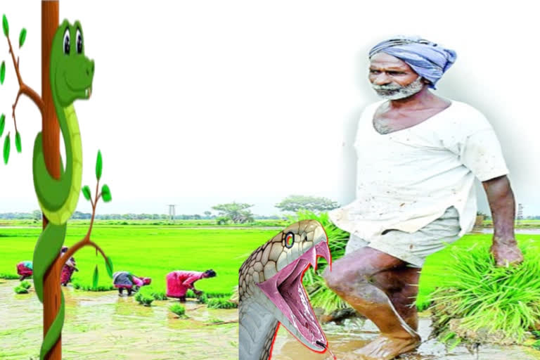 Divisima farmers are being bitten by snakes