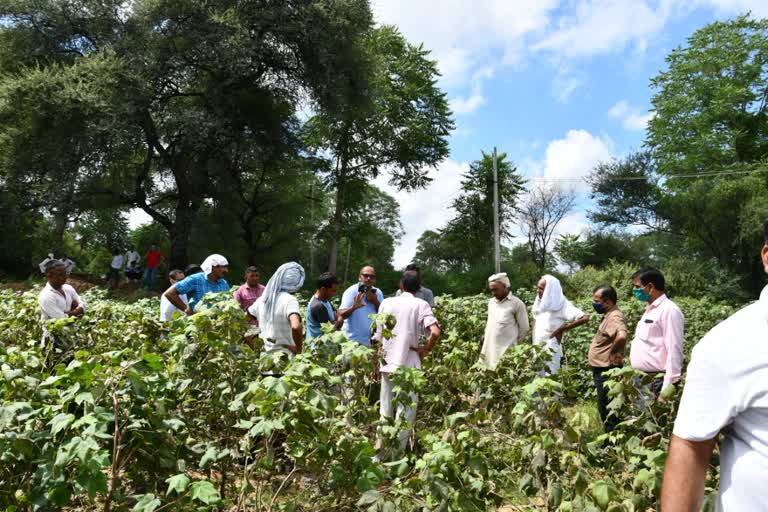 Scientist Team of Hisar Agricultural University visits Narma Cotton fields