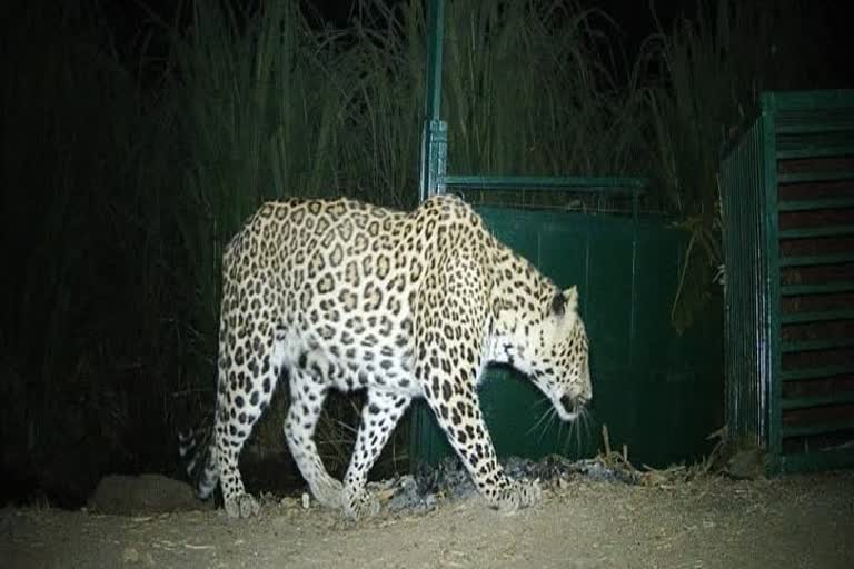 Leopard dies due to being trapped in Bagdar