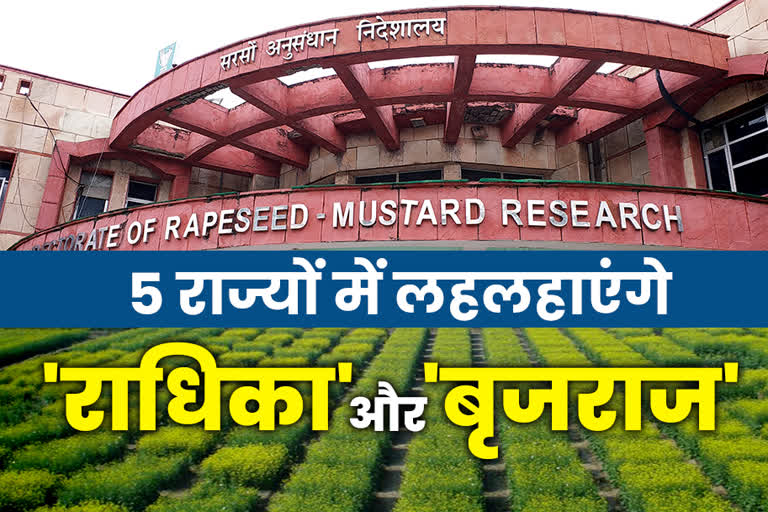 New Mustard Varieties, Bharatpur Mustard Research Directorate