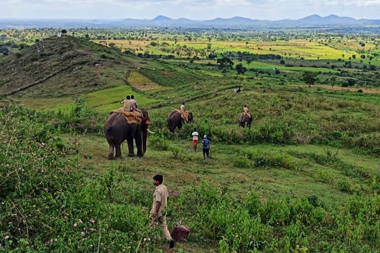 Forest officers searching for a tiger