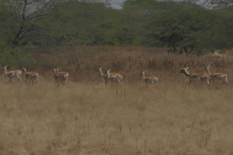 ભાવનગરના ભાલ પંથકના ઘરેણા સમાન કાળીયાર પર ખતરો