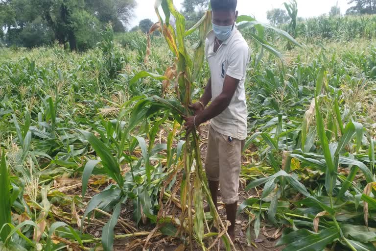 maize crop damage