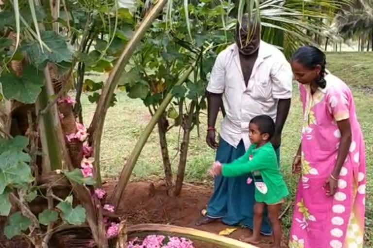 Farmer celebrated world coconut day with special pooja