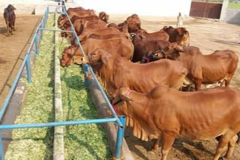 the budget released for cow dynasty in cowsheds, the amount released at the rate of Rs. 20