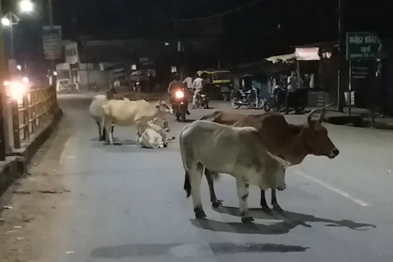 आवारा मवेशियों के सड़कों पर बैठने से आए दिन हो रही है दुर्घटनाएं