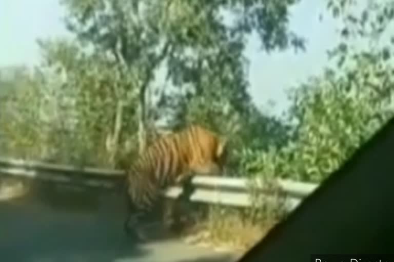 Tiger seen in Mahu-Mandleshwar road