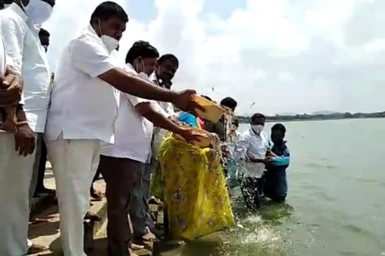 first term fish seed release in yellamma pond at husnabad in siddipet district