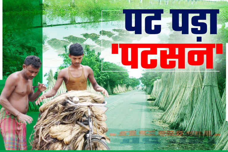 jute farmers pathetic condition in pakur, पाकुड़ में पटसन की खेती करने वाले किसानों का पस्त पड़ा हौसला