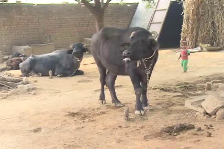 Buffalo theft case