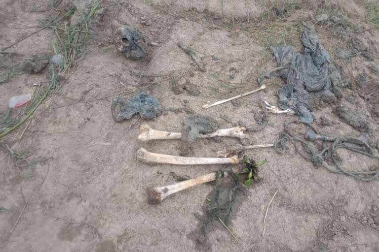 human skeleton recovered