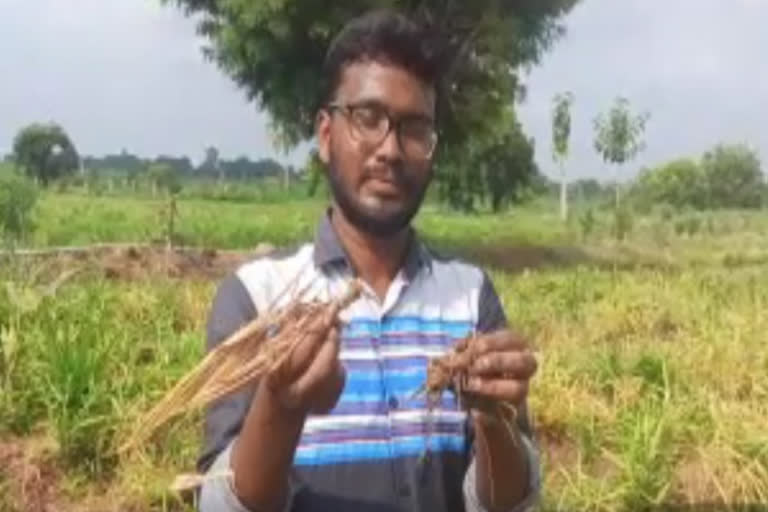 Ginger formers Facing Problems With pests