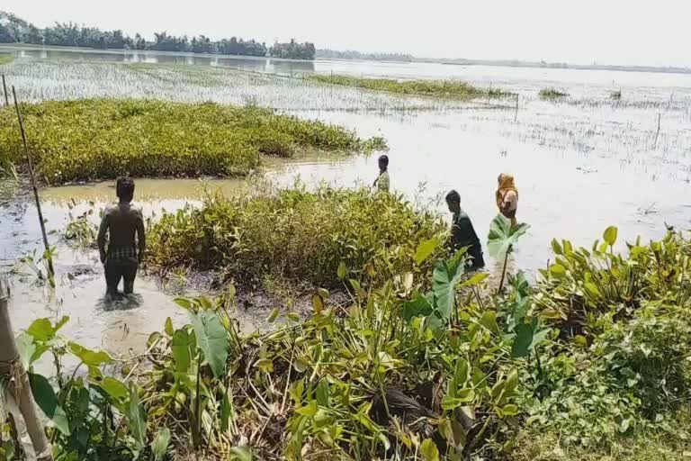 floodwaters are flowing from the bow, Farmers are suffering  (HEADLINE)