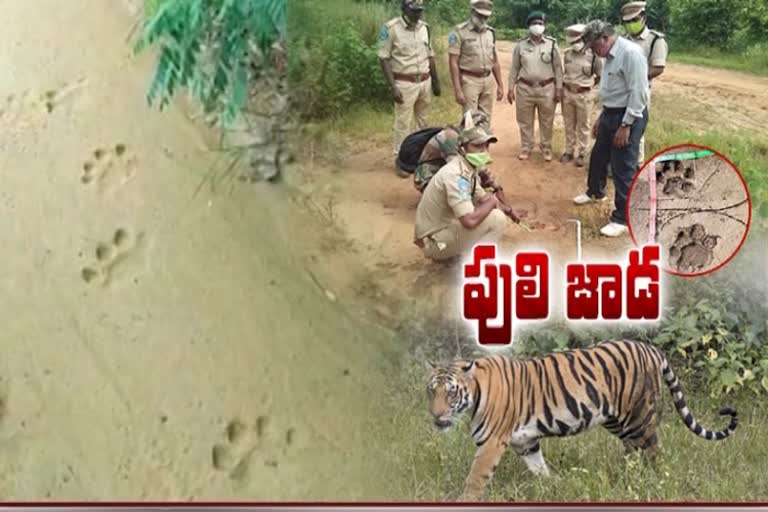 tigers roamimg in various places of jayashankar bhupalappydistrict