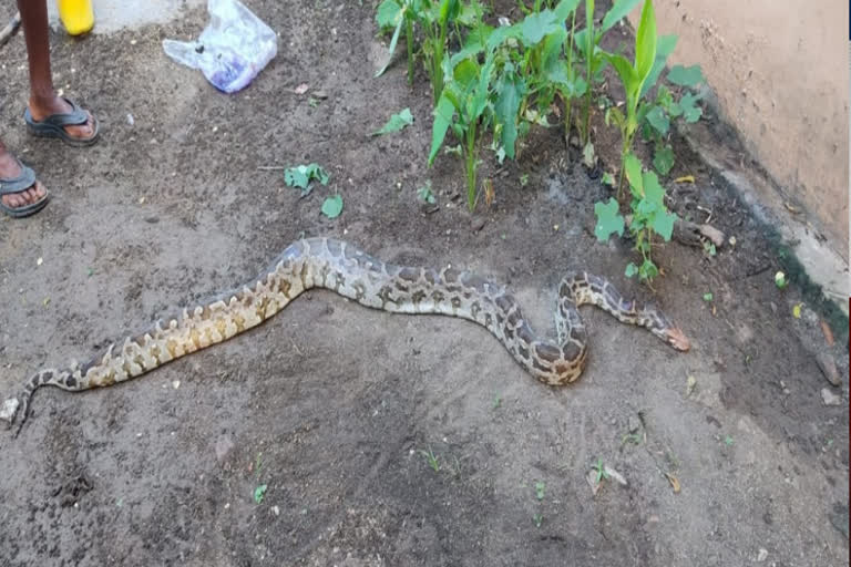 python killed by villagers