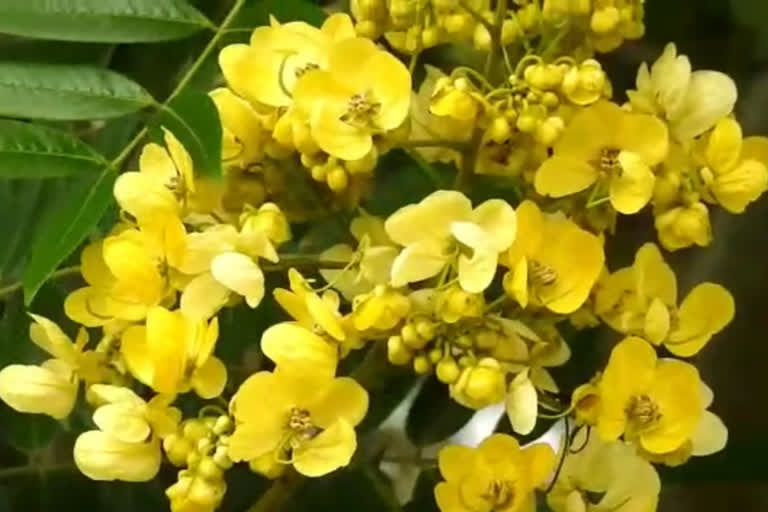 Yellow flowers grown in kodaikanal