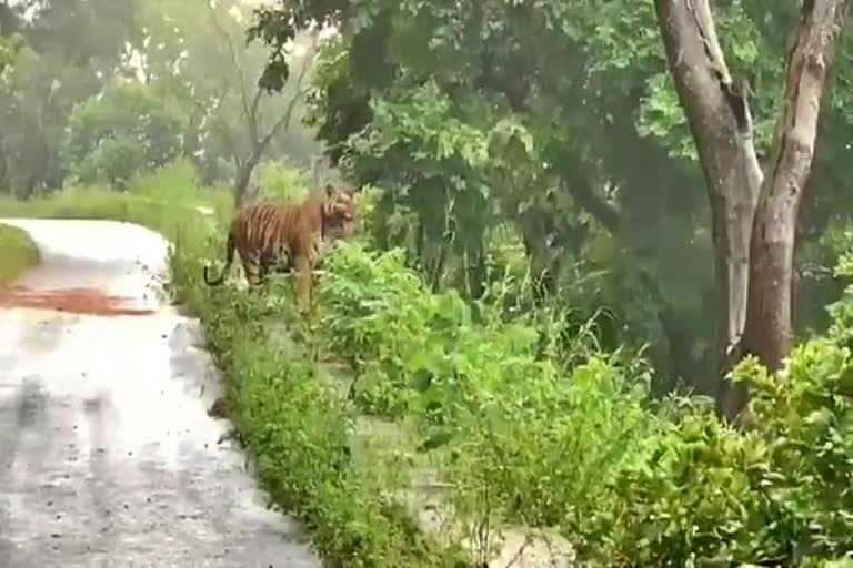 ಬೆಟ್ಟದಲ್ಲಿ ಕಾಣಿಸಿಕೊಂಡ ವ್ಯಾಘ್ರ