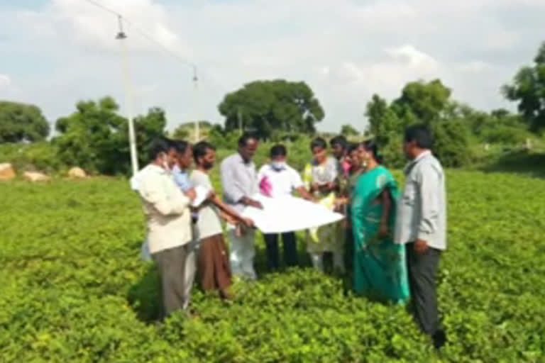 Officials inspecting the peanut crop at ananthapur