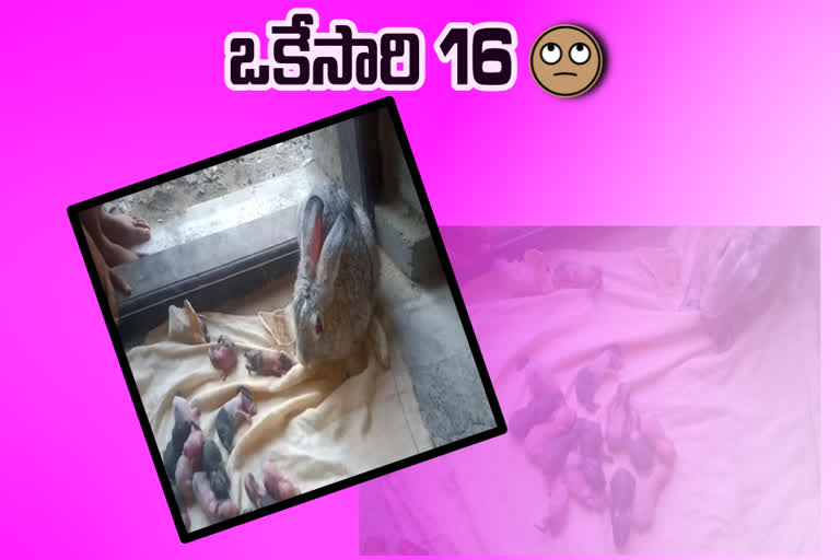 ఒకే ఈతలో 16 పిల్లలకు జన్మనిచ్చిన కుందేలు