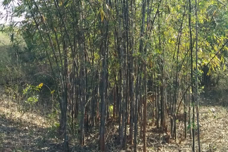 Chakulia bamboo demand in entire country