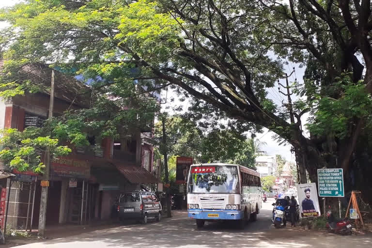 danger  Rotten shade tree  state highway  ചുവട് ദ്രവിച്ച തണൽ മരം  അപകട ഭീഷണി  സംസ്ഥാന പാതയോരം  കച്ചേരിപ്പടി ജങ്ഷൻ