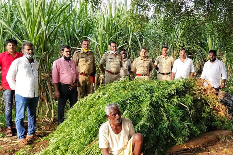 145 KG ganja seized, 145 KG ganja seized by Police, 145 KG ganja seized by Police in Bidar, 145 ಕೆಜಿ ಗಾಂಜಾ ವಶ, ಪೊಲೀಸರಿಂದ 145 ಕೆಜಿ ಗಾಂಜಾ ವಶ, ಬೀದರ್​ನಲ್ಲಿ ಪೊಲೀಸರಿಂದ 145 ಕೆಜಿ ಗಾಂಜಾ ವಶ,