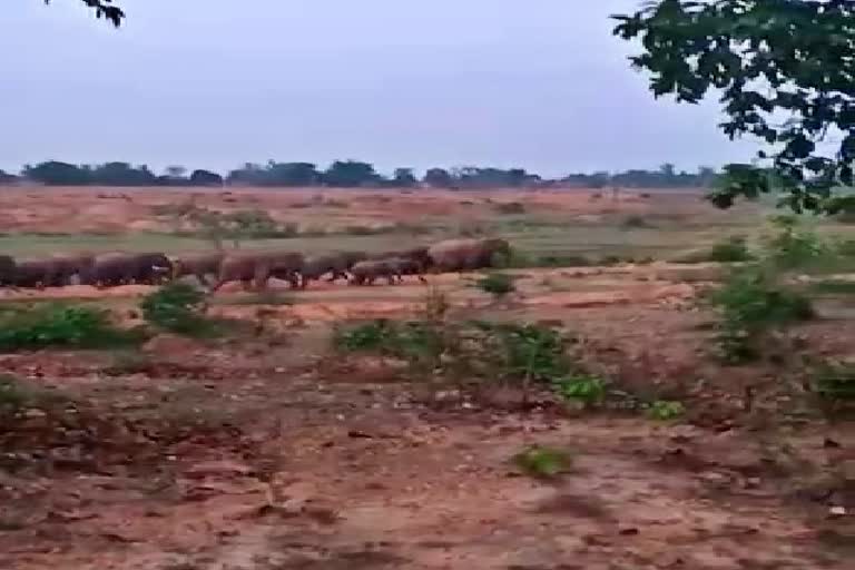 Elephants created a furore in Bokaro