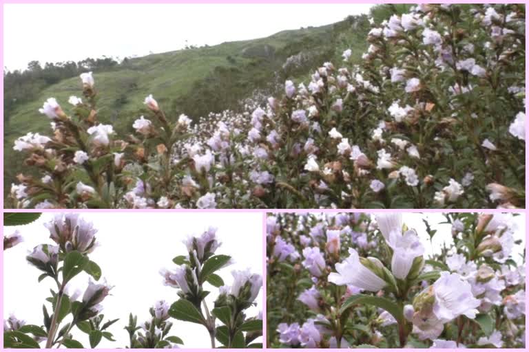 Blossomed short-lived  covid  പശ്ചിമഘട്ടം  പശ്ചിമഘട്ട മലനിര  തോണ്ടിമല  കുറിഞ്ഞി പൂവിട്ടു  വസന്തകാലം