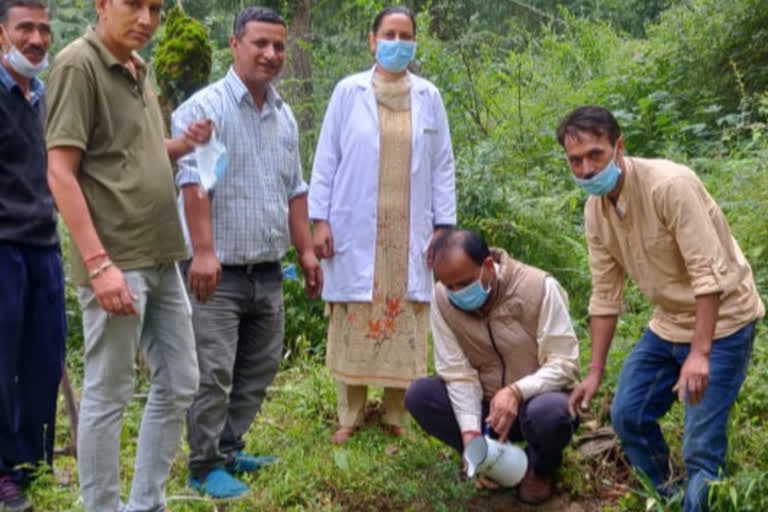 Ayurvedic department planted medicinal plants in Rampur